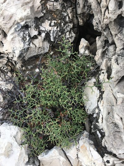 Limonium cordatum, photographed by Ryan McMinds