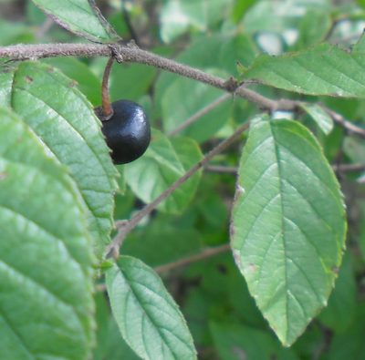 Frangula capreifolia, photographed by Eugenio Padilla