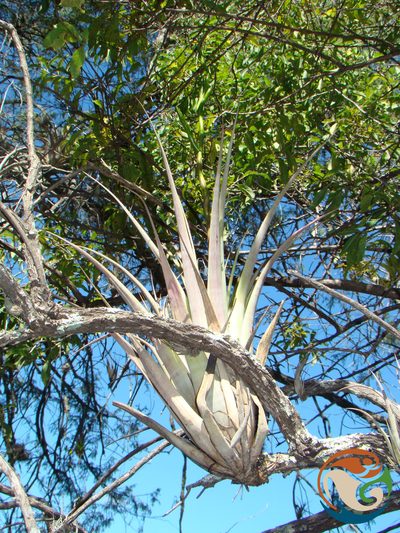 Tillandsia makoyana, photographed by Eugenio Padilla