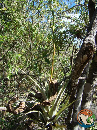 Tillandsia makoyana, photographed by Eugenio Padilla