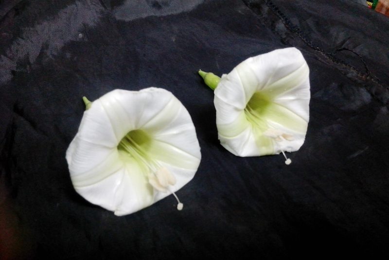 Ipomoea santillanii, photographed by Guillermo Huerta Ramos