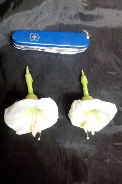 Ipomoea santillanii, photographed by Guillermo Huerta Ramos
