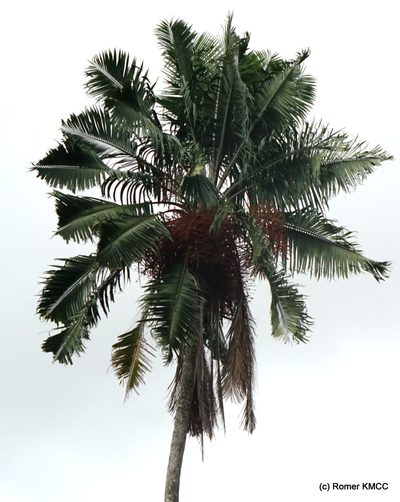 Ravenea madagascariensis, photographed by Romer N. Rabarijaona