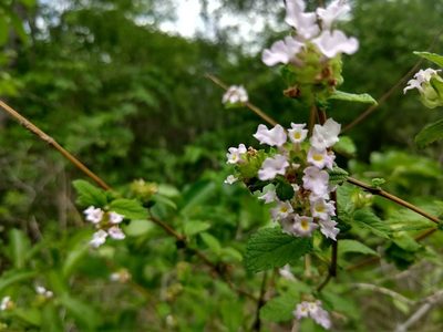 Lantana fucata, photographed by Breno Figueiredo
