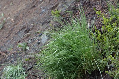 Melica californica, photographed by Ken-ichi Ueda