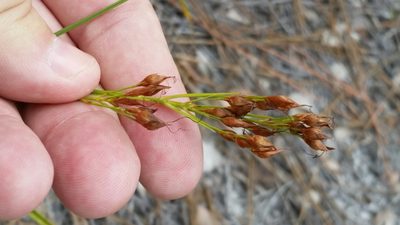 Rhynchospora megalocarpa, photographed by Jay Horn