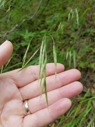Bromus laevipes, photographed by D Defreese