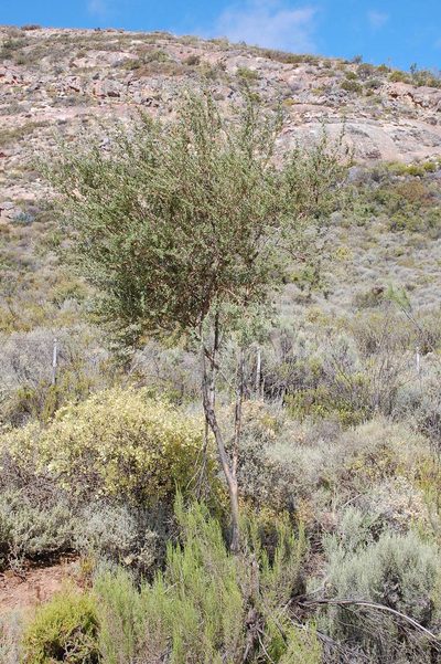 Psoralea arborescens, photographed by Charles Stirton