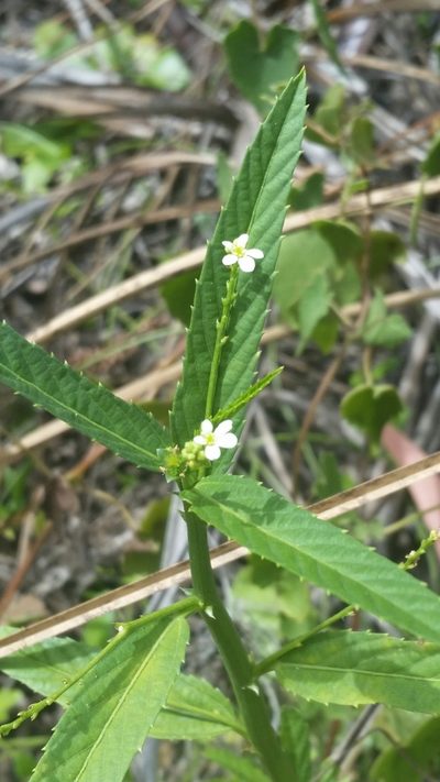 Caperonia castaneifolia, photographed by Jay Horn