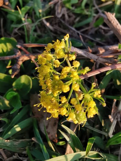 Tauschia decumbens, photographed by Juan Carlos Pérez Magaña