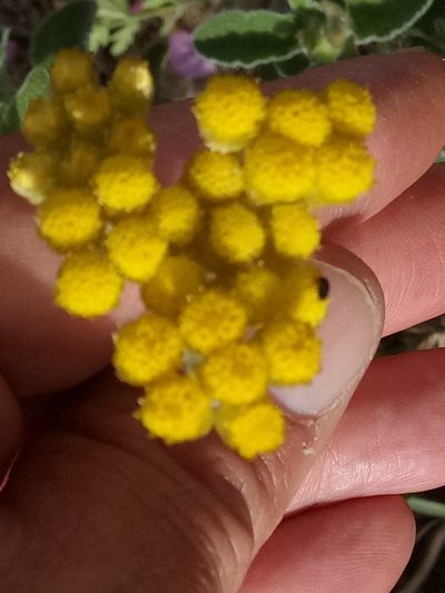 Helichrysum pendulum, photographed by Karim Haddad