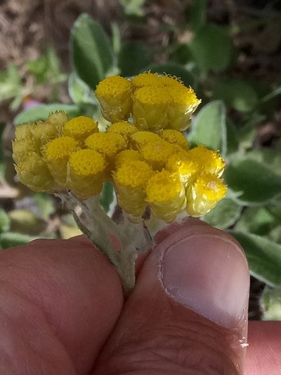 Helichrysum pendulum, photographed by Karim Haddad