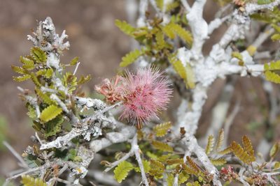 Painteria elachistophylla, photographed by Juan Cruzado Cortés
