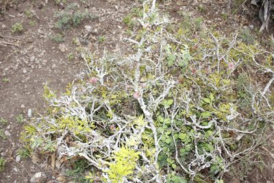 Painteria elachistophylla, photographed by Juan Cruzado Cortés