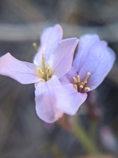 Boechera parishii, photographed by Alex Heyman