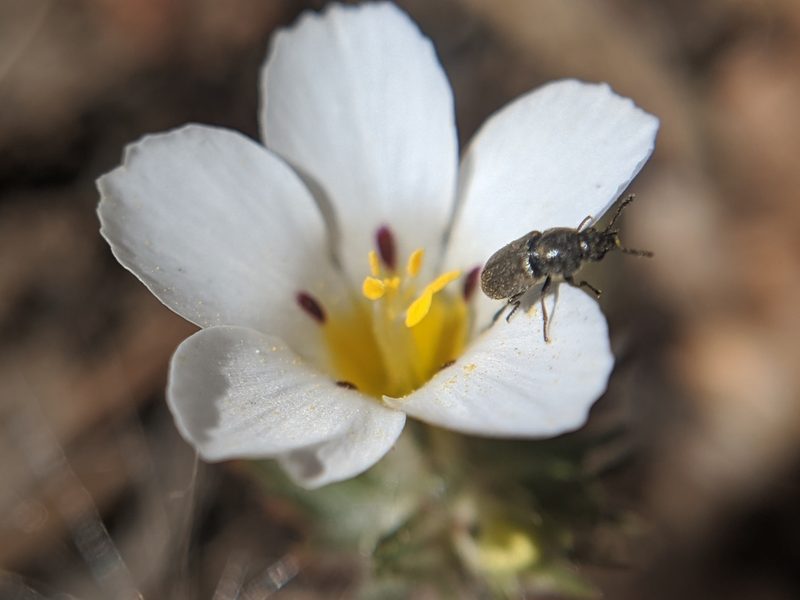 Linanthus killipii, photographed by Alex Heyman