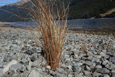 Carex buchananii, photographed by John Barkla