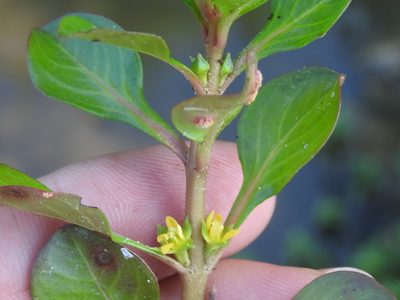 Ludwigia repens, photographed by Sam Kieschnick