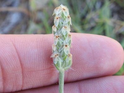 Plantago wrightiana, photographed by Sam Kieschnick