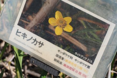 Ranunculus ternatus, photographed by harum.koh