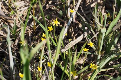 Ranunculus ternatus, photographed by harum.koh
