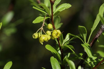 Berberis fendleri, photographed by Craig Martin
