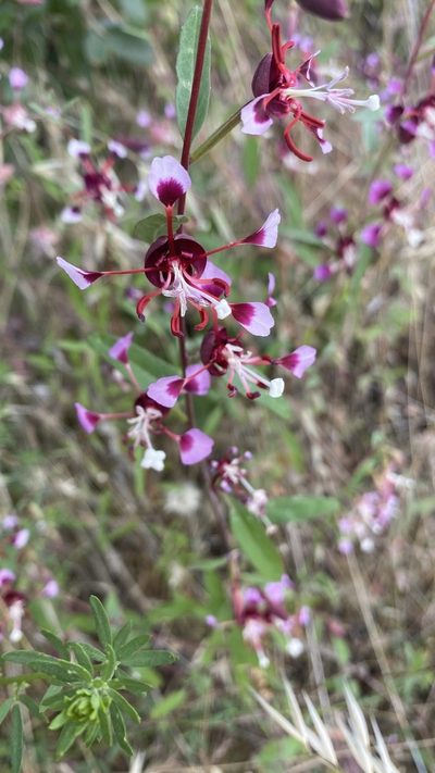 Clarkia springvillensis, photographed by Brendan Black