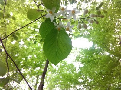 Styrax grandifolius, photographed by C.