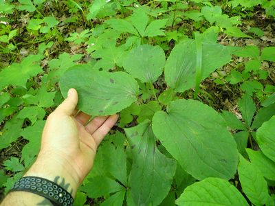 Smilax ecirrhata, photographed by John Abrams