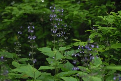 Salvia urticifolia, photographed by Rob John