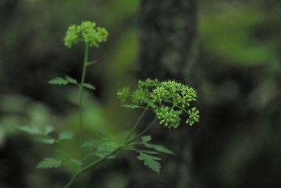 Thaspium chapmanii, photographed by Rob John