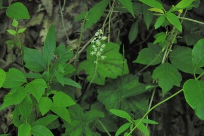 Tiarella wherryi, photographed by Rob John