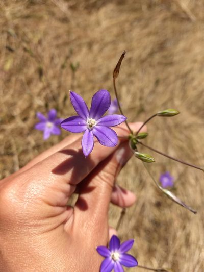 Brodiaea filifolia, photographed by sdash