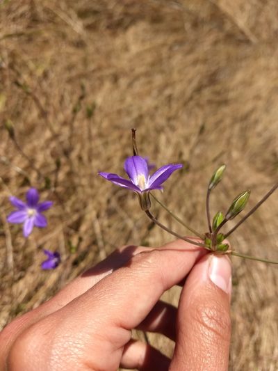 Brodiaea filifolia, photographed by sdash