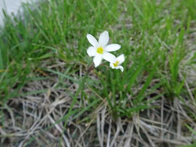 Sisyrinchium campestre, photographed by Thomas Koffel