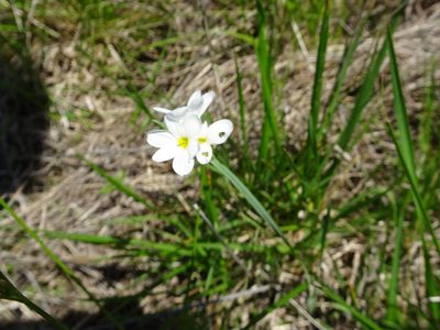 Sisyrinchium campestre, photographed by Thomas Koffel