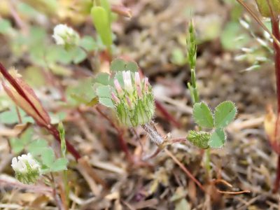 Trifolium microdon, photographed by John Brew