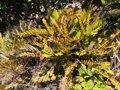 Zamia furfuracea, photographed by Obed Palagot Echavarria