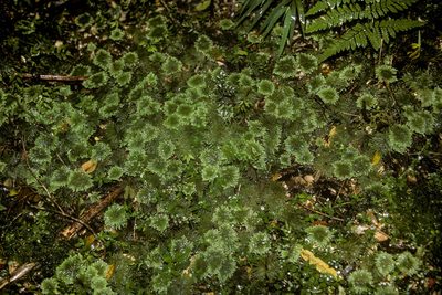 Arbusculohypopterygium arbuscula, photographed by Kristof Zyskowski