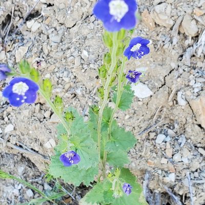 Phacelia viscida, photographed by Dan Horowitz