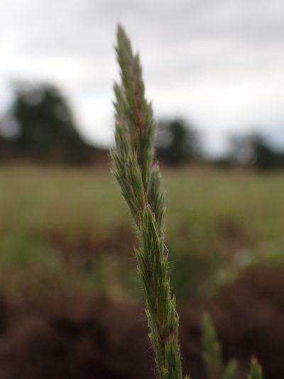 Orcuttia tenuis, photographed by Scott Yarger