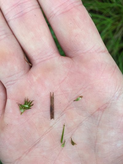 Carex subbracteata, photographed by crothfels