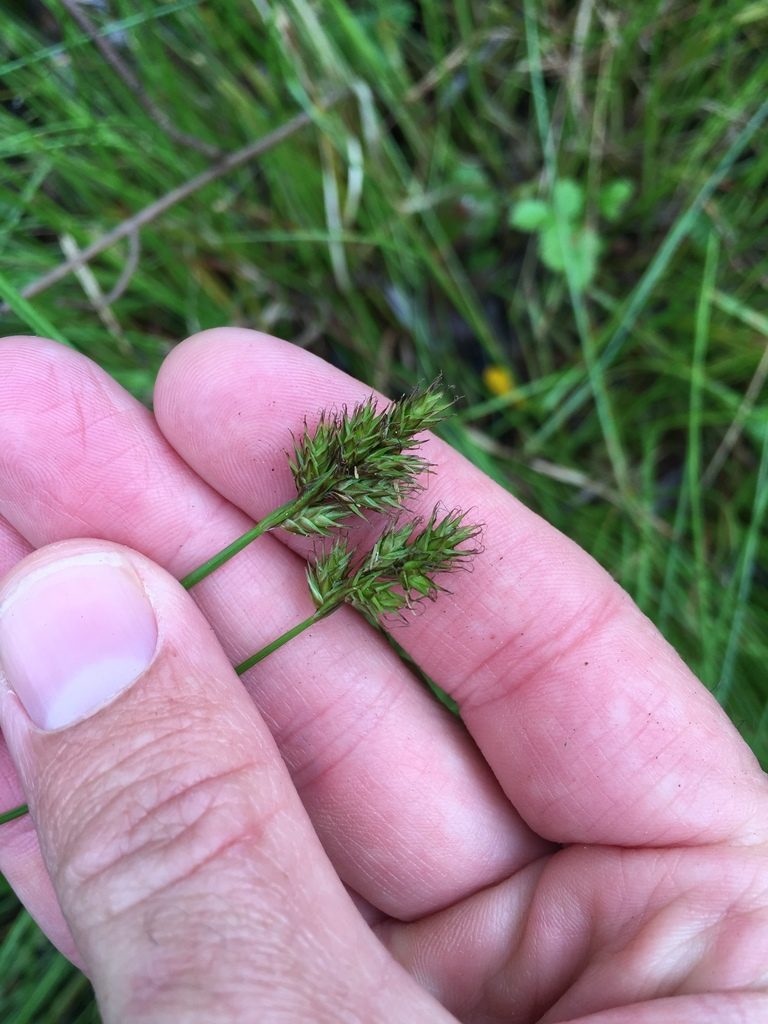Carex subbracteata, photographed by crothfels