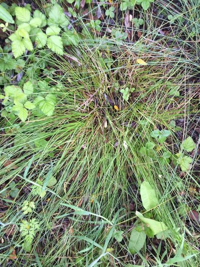 Carex subbracteata, photographed by crothfels