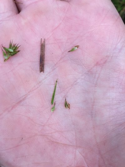 Carex subbracteata, photographed by crothfels