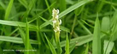 Ischaemum muticum, photographed by Ong Jyh Seng