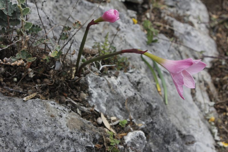 Zephyranthes lindleyana, photographed by Juan Cruzado Cortés