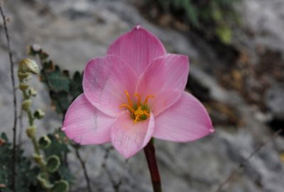 Zephyranthes lindleyana, photographed by Juan Cruzado Cortés