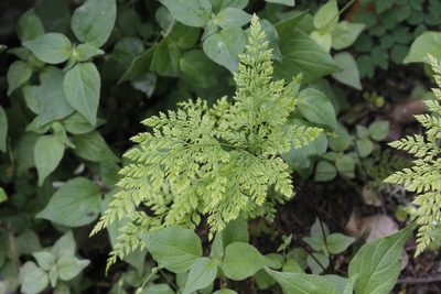 Aspidotis meifolia, photographed by Juan Cruzado Cortés