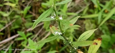 Spermacoce ocymifolia, photographed by Ong Jyh Seng